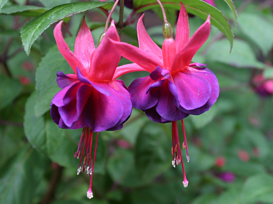 Fuchsinum