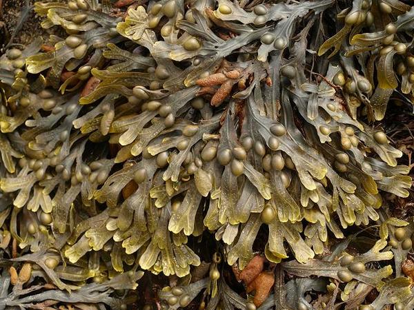 Fucus vesiculosus