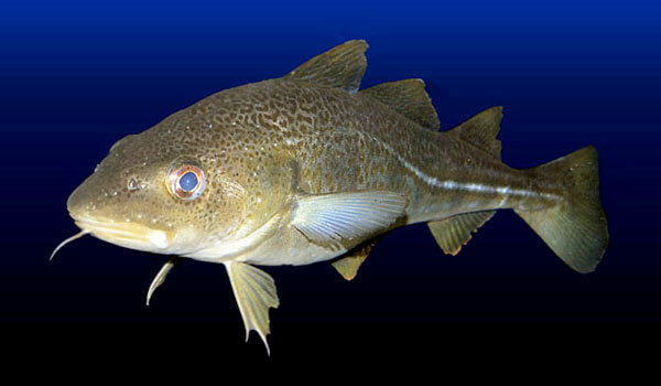 Gadus morrhua