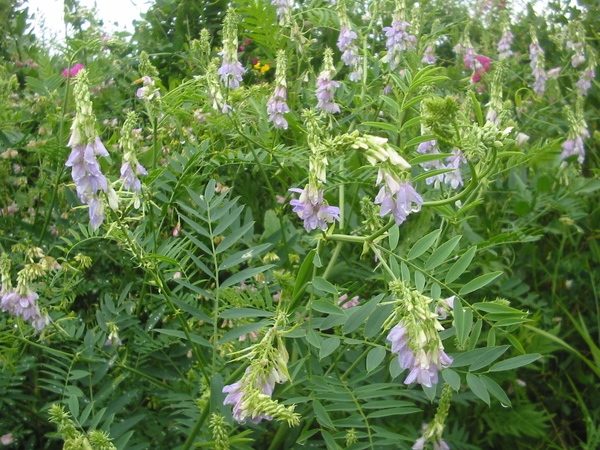 Galega