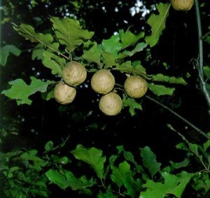 Gallicum acidum