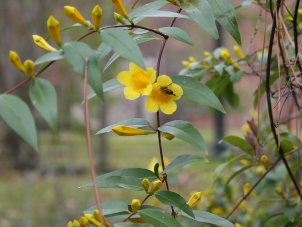 Gelsemium sempervirens