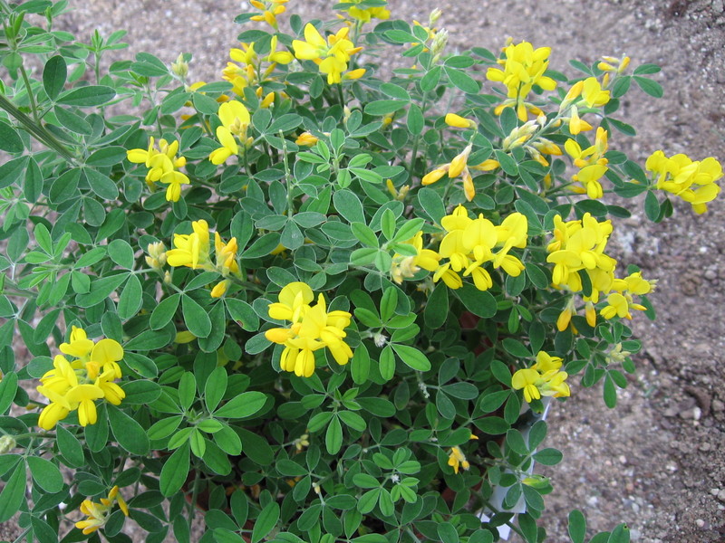 Genista