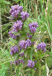 Gentiana quinqueflora