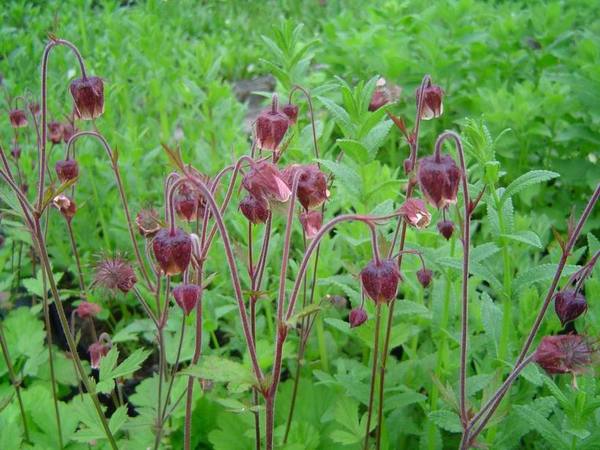 Geum rivale