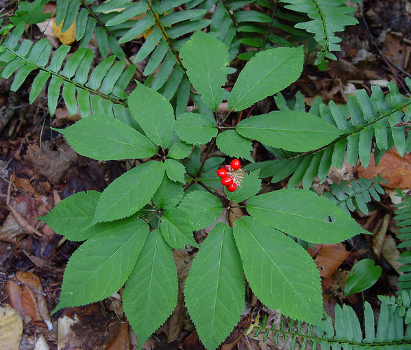 Ginseng quinquefolium