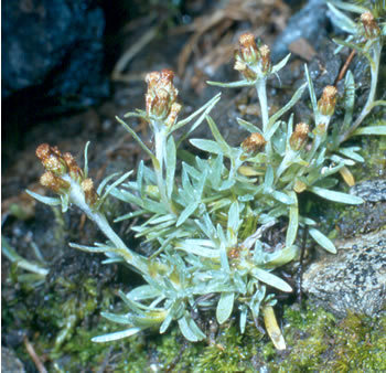 Gnaphalium polycephalum
