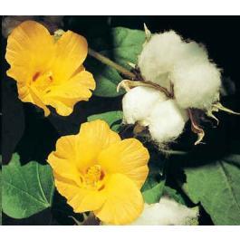 Gossypium herbaceum