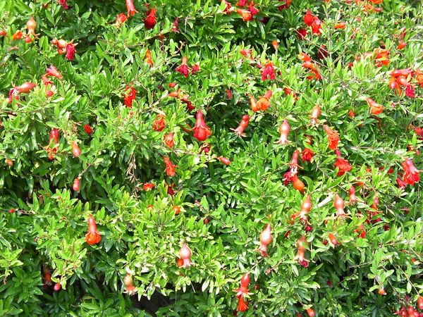 Granatum