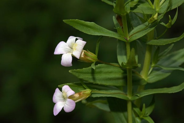 Gratiola officinalis