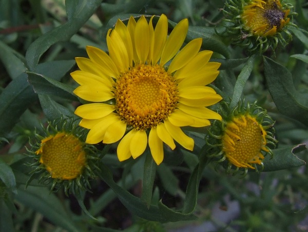 Grindelia robusta