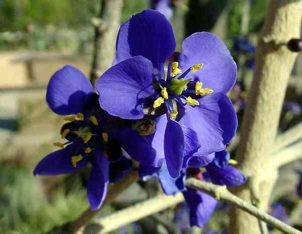 Guaiacum