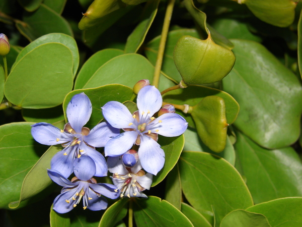 Guajacum officinale