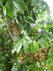 Guarea trichiloides