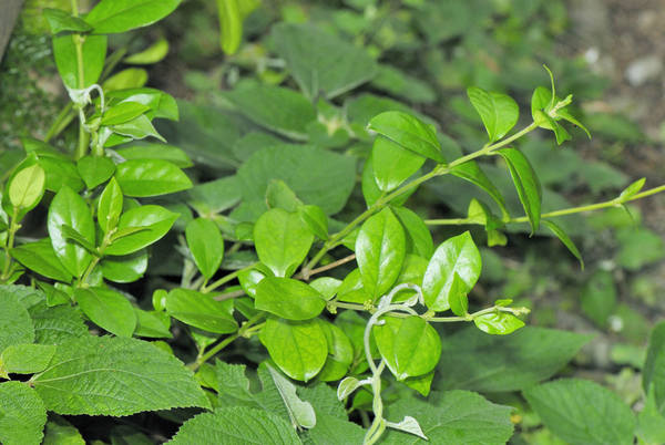 Gymnema sylvestre