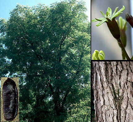 Gymnocladus canadensis