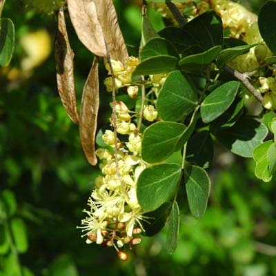Haematoxylon campechianum