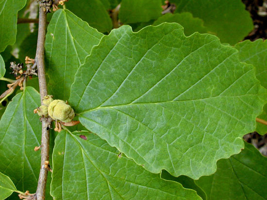 Hamamelis virginiana