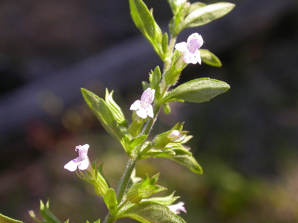 Hedeoma pulegioides