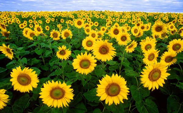 Helianthus annuus