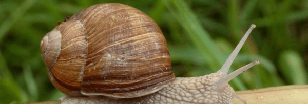 Helix tosta
