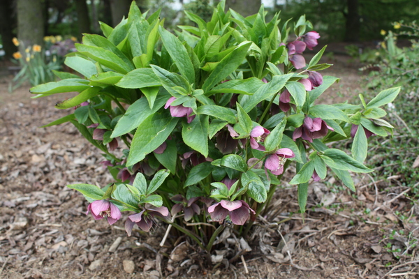 Helleborus orientalis