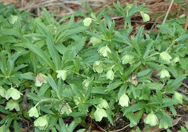 Helleborus viridis