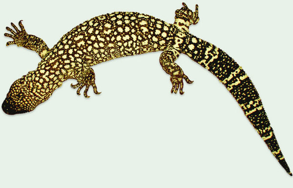 Heloderma