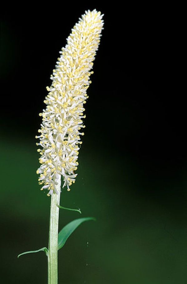 Helonias dioica