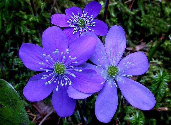 Hepatica triloba