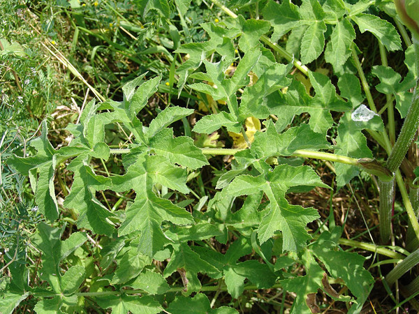 Heracleum sphondylium
