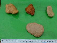 Hippomanes