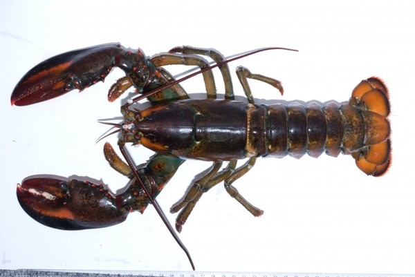 Homarus