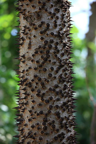 Hura brasiliensis