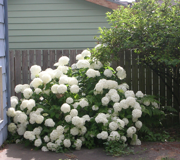 Hydrangea arborescens