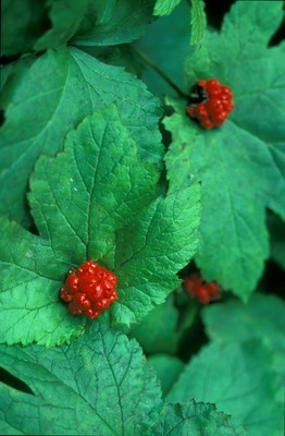 Hydrastis canadensis
