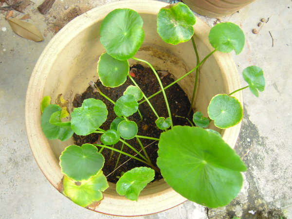 Hydrocotyle asiatica