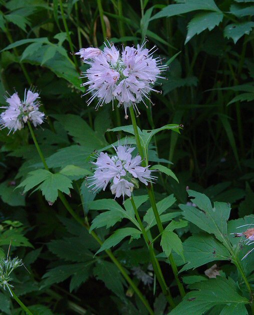 Hydrophyllum virginianum
