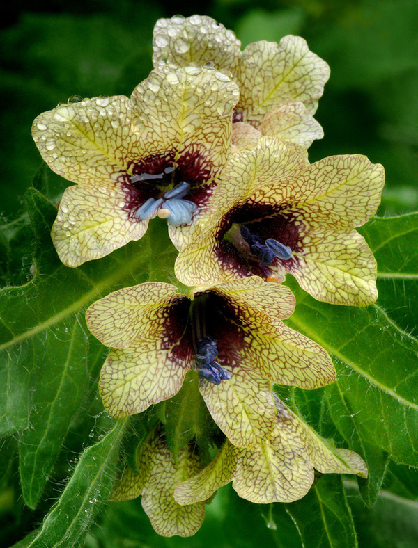 Hyoscyamus niger
