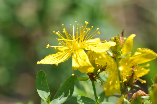 Hypericum perforatum