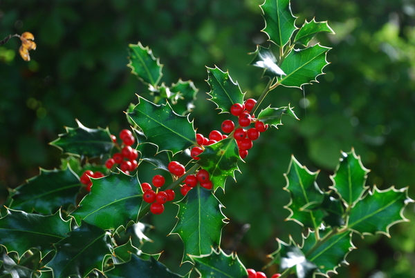 Ilex aquifolium