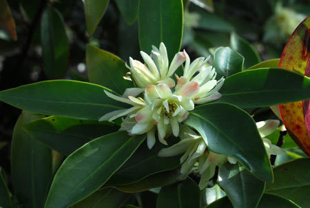 Illicium anisatum