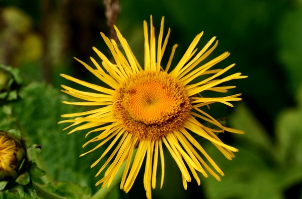 Inula helenium