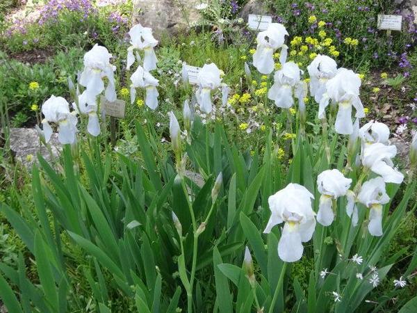 Iris florentina