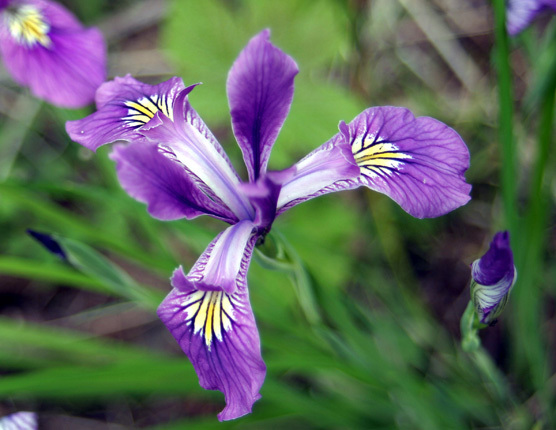 Iris tenax