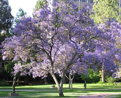 Jacaranda caroba