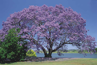 Jacaranda gualandai