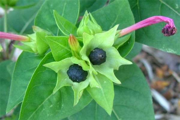 Jalapa