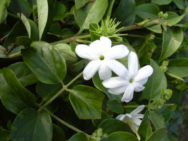 Jasminum