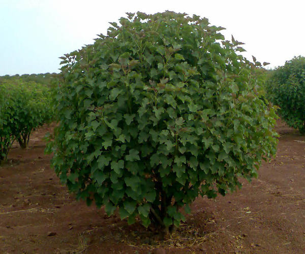 Jatropha curcas